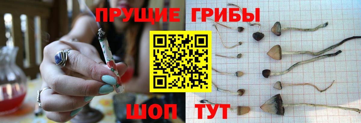 Галлюциногенные грибы прущие грибы  Вход с VPN  Кумертау 